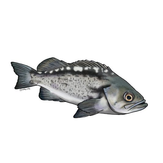 GETTING SALTY BLACK ROCKFISH STICKER