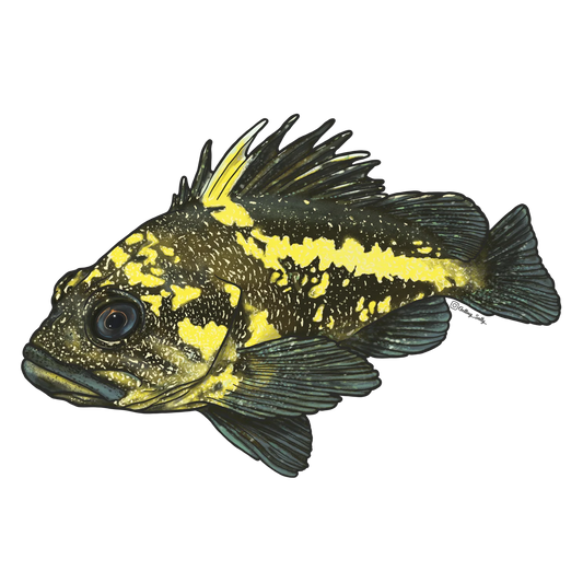 GETTING SALTY CHINA ROCKFISH