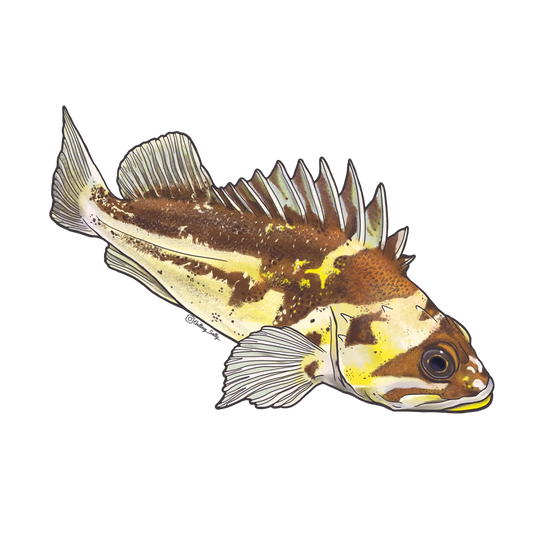 GETTING SALTY COPPER ROCKFISH
