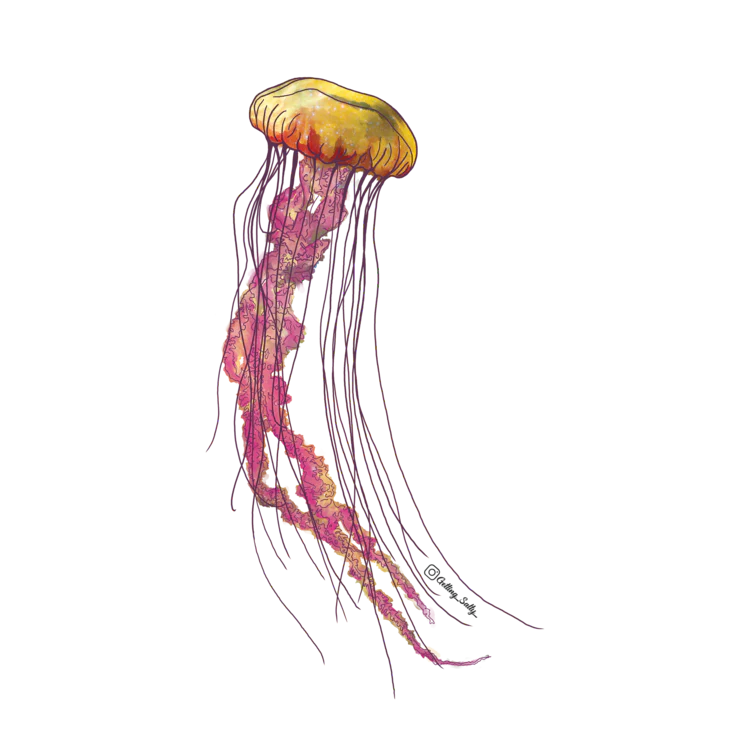 GETTING SALTY SEA NETTLE JELLYFISH