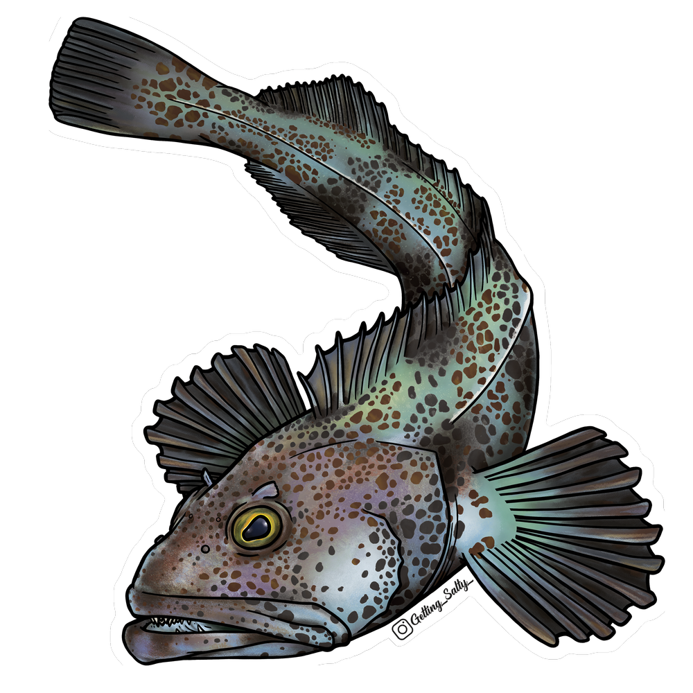 GETTING SALTY LINGCOD STICKER