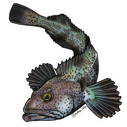 GETTING SALTY LINGCOD STICKER