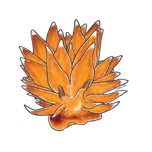 GETTING SALTY GOLDEN DIRONA NUDIBRANCH