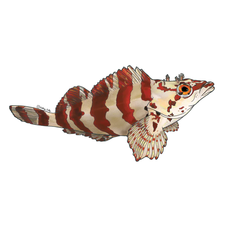 GETTING SALTY PAINTED GREENLING