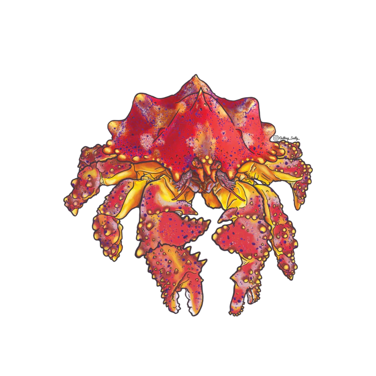 GETTING SALTY PUGET SOUND KING CRAB