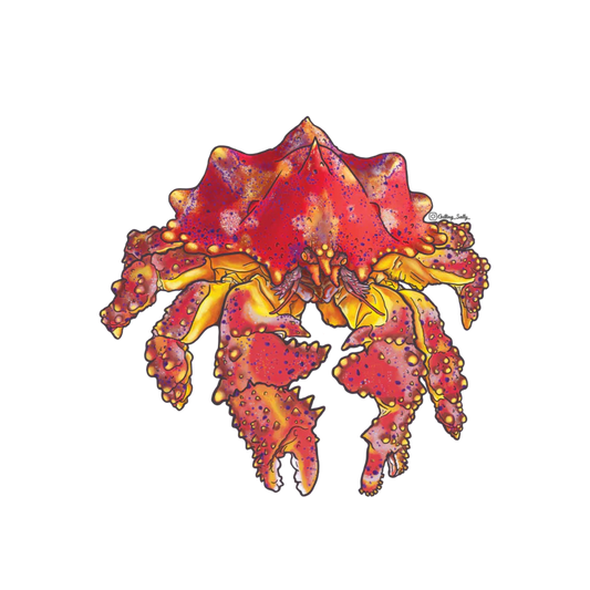 GETTING SALTY PUGET SOUND KING CRAB