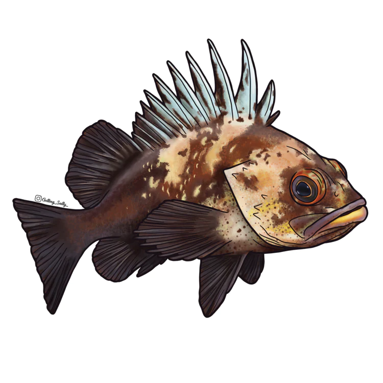 GETTING SALTY QUILLBACK ROCKFISH