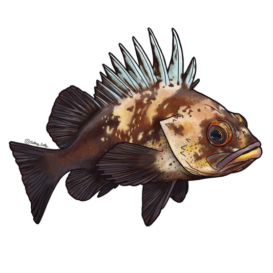 GETTING SALTY QUILLBACK ROCKFISH