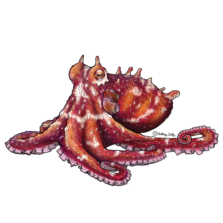 GETTING SALTY RUBY OCTOPUS