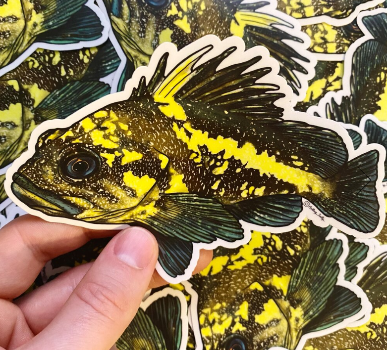 GETTING SALTY CHINA ROCKFISH