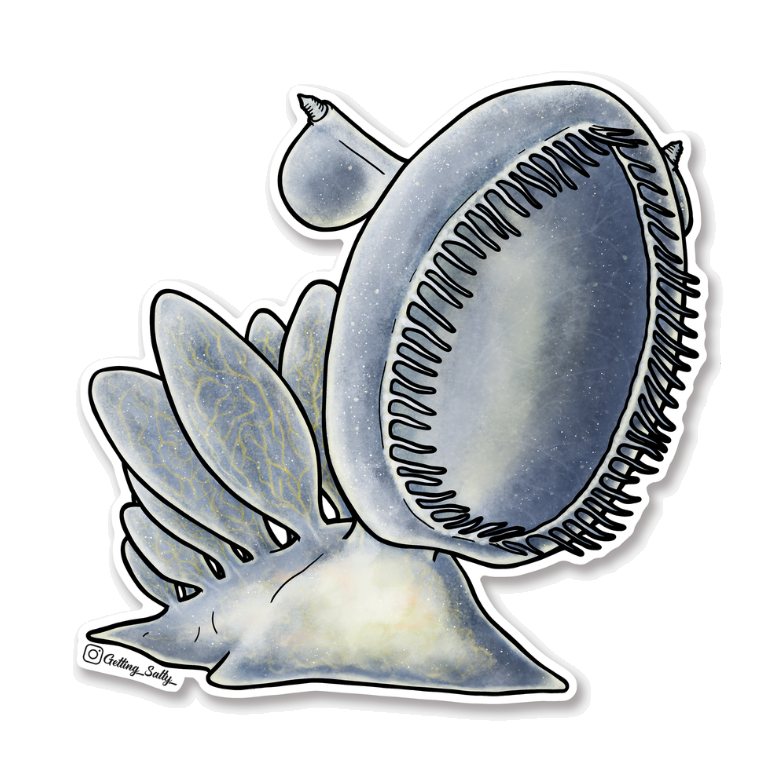 GETTING SALTY HOODED NUDIBRANCH
