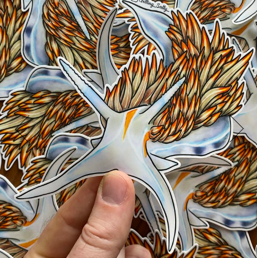 GETTING SALTY OPALESCENT NUDIBRANCH