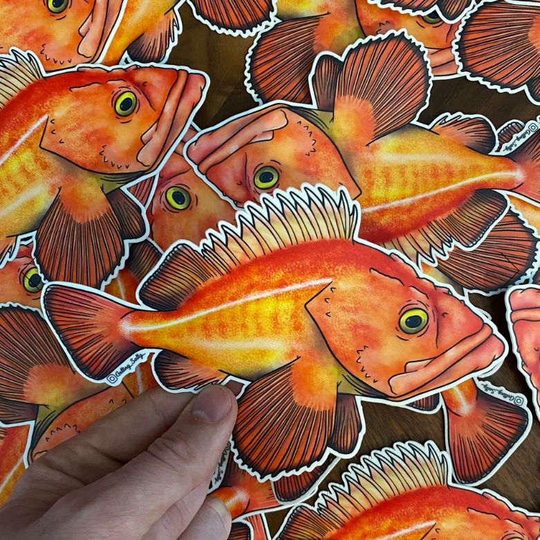 GETTING SALTY YELLOWEYE ROCKFISH