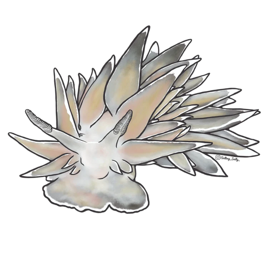 GETTING SALTY WHITE LINED DIRONA NUDIBRANCH