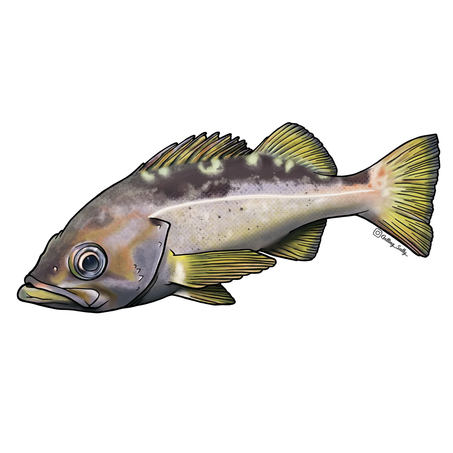 GETTING SALTY YELLOWTAIL ROCKFISH