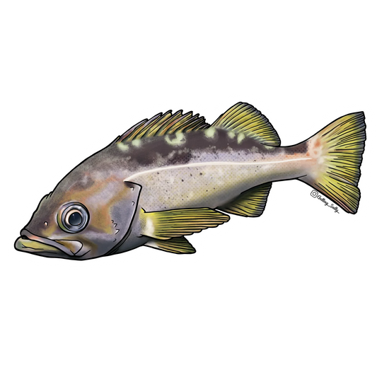 GETTING SALTY YELLOWTAIL ROCKFISH