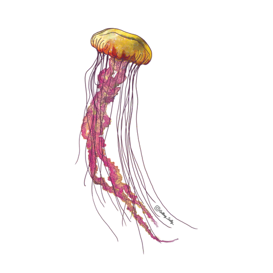 GETTING SALTY SEA NETTLE JELLYFISH