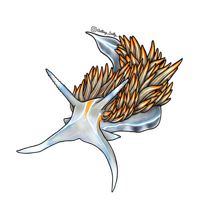 GETTING SALTY OPALESCENT NUDIBRANCH