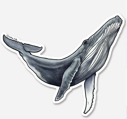 GETTING SALTY HUMPBACK STICKER