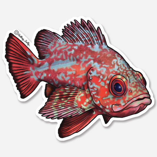 GETTING SALTY VERMILION ROCKFISH STICKER