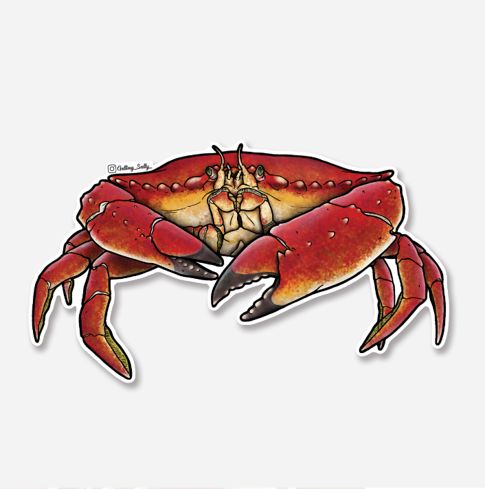 GETTING SALTY RED ROCK CRAB STICKER