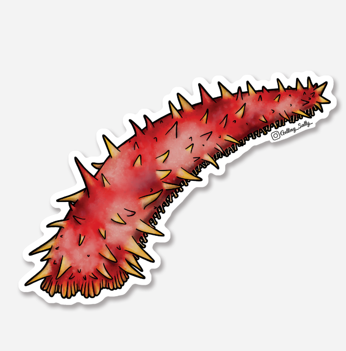 GETTING SALTY GIANT RED SEA CUCUMBER STICKER