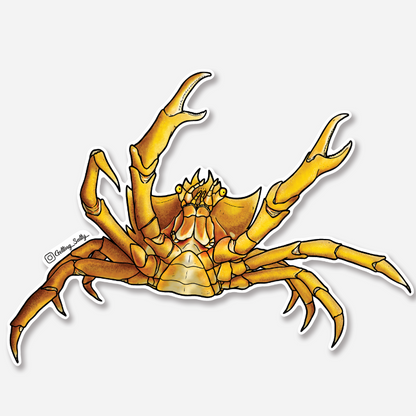 GETTING SALTY KELP CRAB STICKER