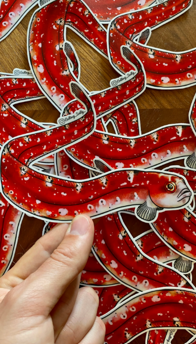 GETTING SALTY LONGFIN GUNNEL STICKER