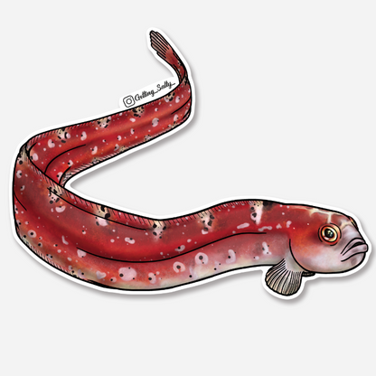 GETTING SALTY LONGFIN GUNNEL STICKER