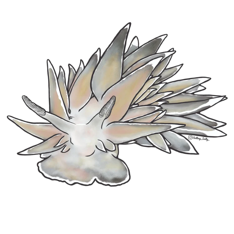 GETTING SALTY WHITE LINED DIRONA NUDIBRANCH