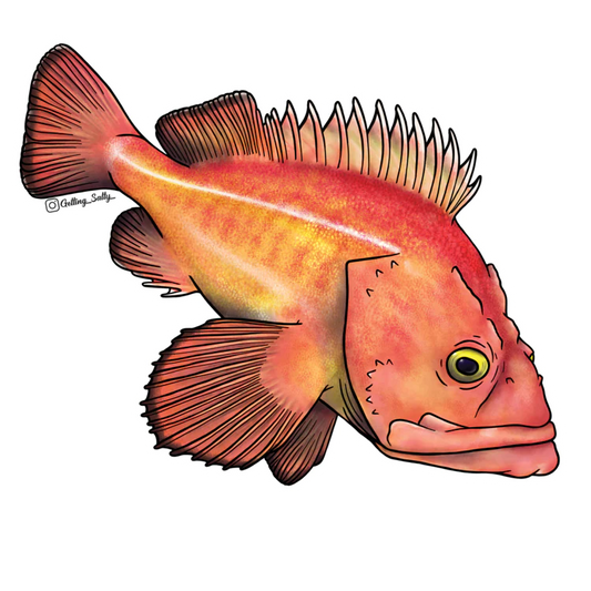 GETTING SALTY YELLOWEYE ROCKFISH